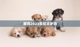 属狗2023年犯太岁吗(解析狗年犯太岁的真相)