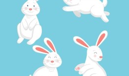 兔和鸡相配婚姻如何调节(如何让两个性格迥异的动物和谐相处)