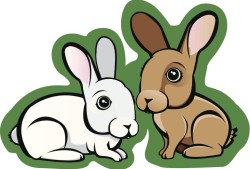 兔子的两岁是人类的几岁(解密兔子的年龄计算方法)