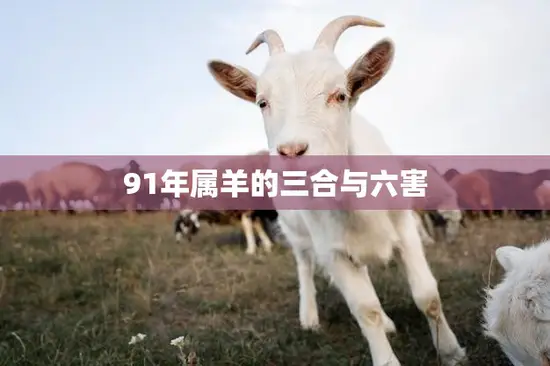 91年属羊的三合与六害(如何化解)