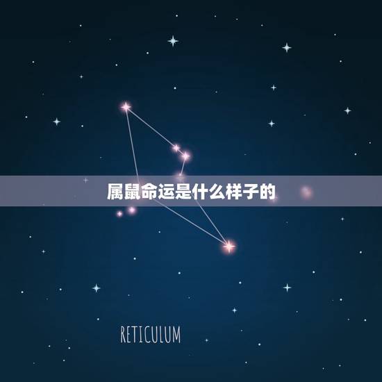 属鼠命运是什么样子的,属鼠人一生运势如何 属鼠命运是什么样子的,属鼠人一生运势如何