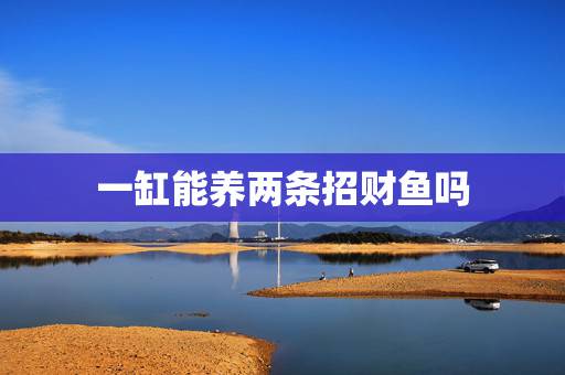 一缸能养两条招财鱼吗,谁知道 招财鱼 可否养两条或两条以上? 一缸能养两条招财鱼吗,谁知道 招财鱼 可否养两条或两条以上?