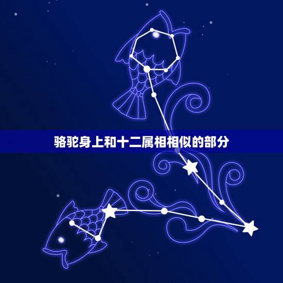 骆驼身上和十二属相相似的部分，人们都说骆驼身上长有12牲肖的特征，谁能