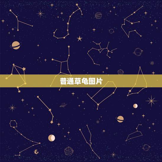 普通草龟图片，中华草龟图片谁有？是不是这样的？
