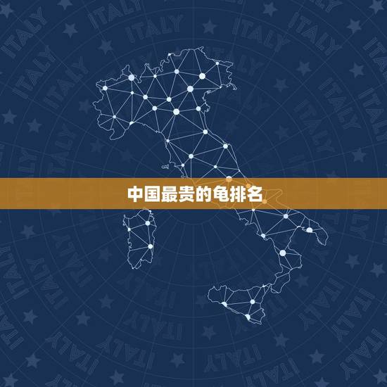 中国最贵的龟排名,中国最贵的龟是怎么排名的? 中国最贵的龟排名,中国最贵的龟是怎么排名的?