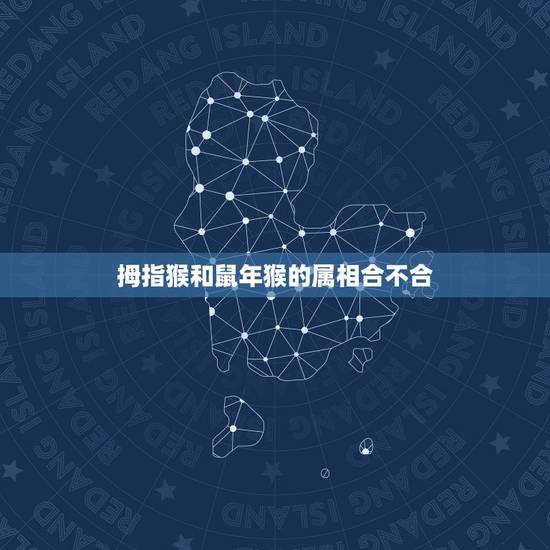 拇指猴和鼠年猴的属相合不合,鼠猴和鼠蛇属相合不合 拇指猴和鼠年猴的属相合不合,鼠猴和鼠蛇属相合不合