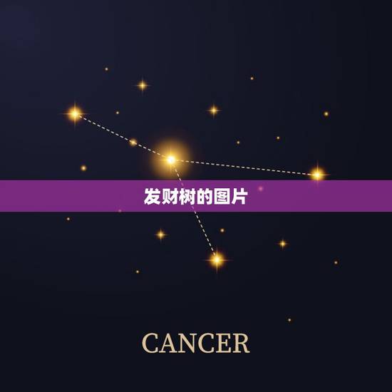 发财树的图片，发财树是什么样子的〈有图片吗