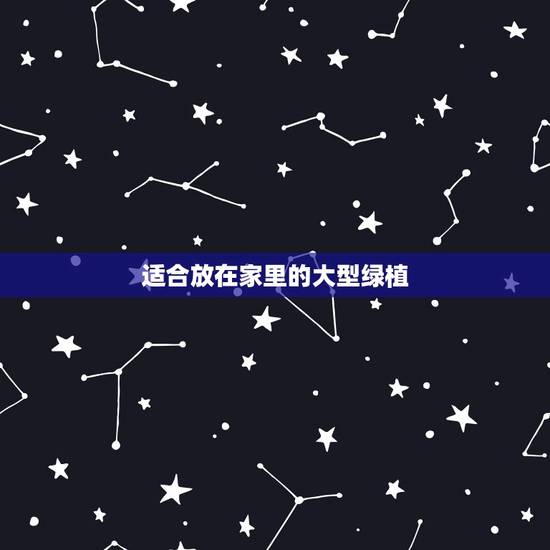 适合放在家里的大型绿植，最适合放在室内的十五种绿植