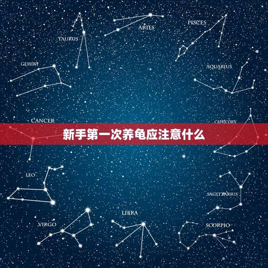 新手第一次养龟应注意什么,小乌龟刚到家有什么注意事项 新手第一次养龟应注意什么,小乌龟刚到家有什么注意事项