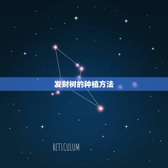 发财树的种植方法，怎样栽培发财树呢？发财树的种植方法是什么？