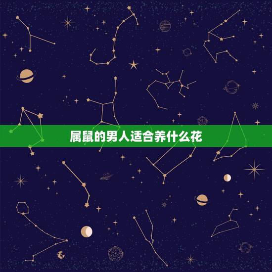属鼠的男人适合养什么花,属鼠的人养金钱树好不好 属鼠的男人适合养什么花,属鼠的人养金钱树好不好