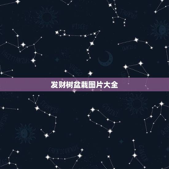 发财树盆栽图片大全，怎样养小盆栽的发财树