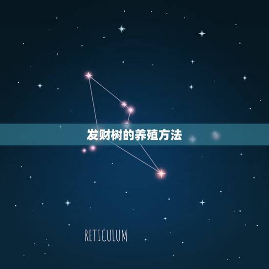 发财树的养殖方法,发财树养殖方法与技巧是什么? 发财树的养殖方法,发财树养殖方法与技巧是什么?