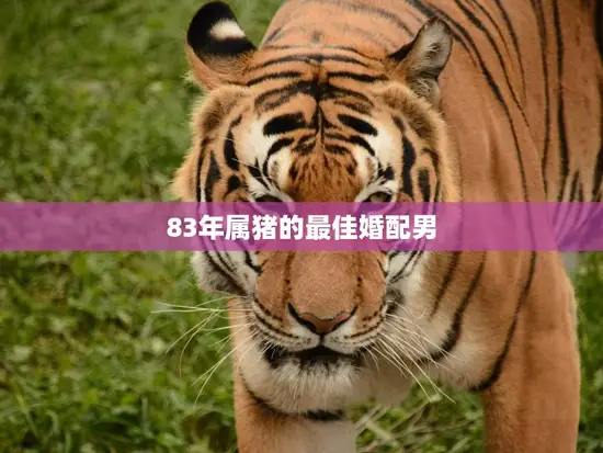 83年属猪的最佳婚配男(如何选择最适合的伴侣) 83年属猪的最佳婚配男(如何选择最适合的伴侣)