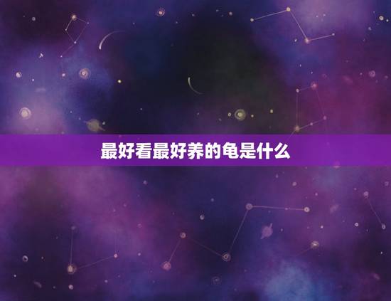 最好看最好养的龟是什么,十大智商的龟有哪些? 最好看最好养的龟是什么,十大智商的龟有哪些?