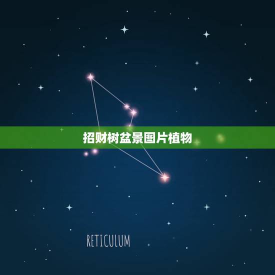 招财树盆景图片植物，盆景式的发财树放在财位上好吗