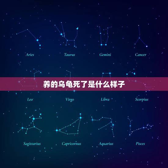 养的乌龟死了是什么样子，我养的这个小乌龟是不是要死了？