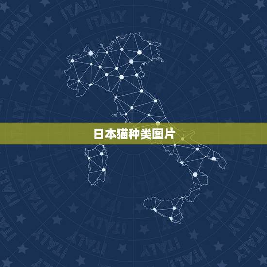 日本猫种类图片，请问这只猫是什么品种的？（有图）
