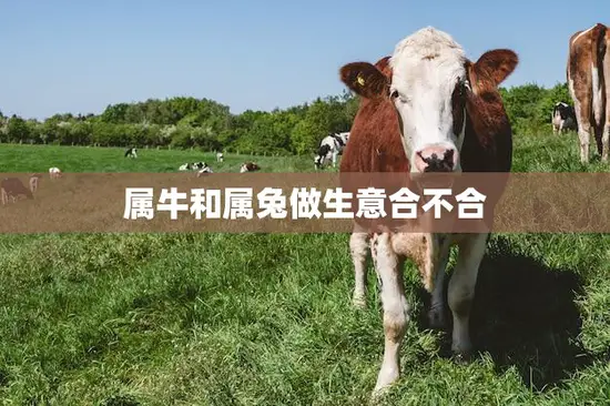 属牛和属兔做生意合不合(如何搭配最佳)