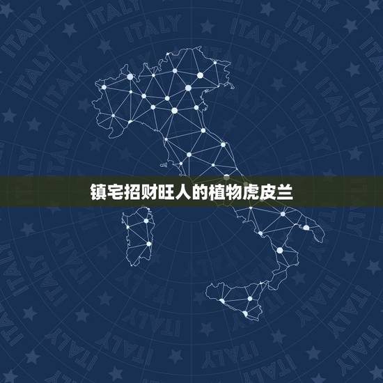 镇宅招财旺人的植物虎皮兰，虎皮兰有招财的作用吗
