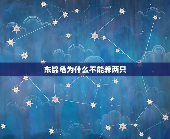 东锦龟为什么不能养两只，打算养两只龟， 是养麝香好还是东锦好？