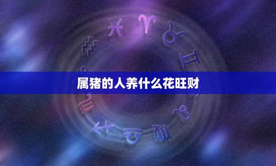 属猪的人养什么花旺财，属猪女人的招财花图片