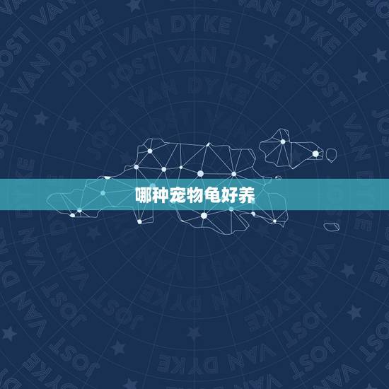 哪种宠物龟好养，什么乌龟最好看又好养？