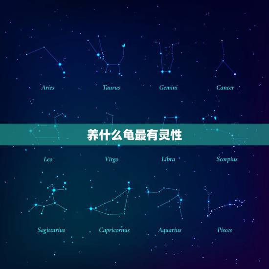 养什么龟最有灵性，哪种乌龟通人性有灵性？