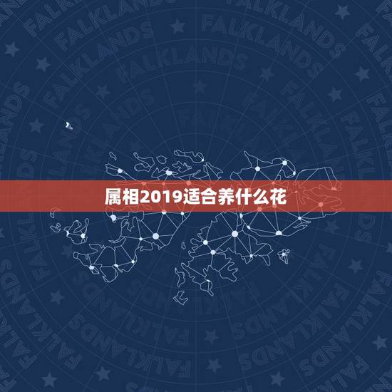 属相2019适合养什么花,2019年春运什么生肖放什么花 属相2019适合养什么花,2019年春运什么生肖放什么花