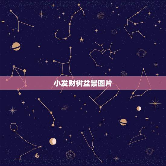 小发财树盆景图片,小盆栽的发财树,在什么条件下才能长大? 小发财树盆景图片,小盆栽的发财树,在什么条件下才能长大?