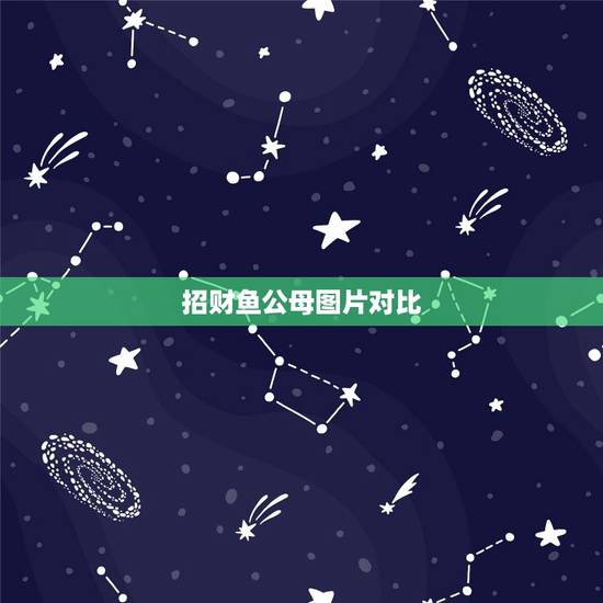 招财鱼公母图片对比,招财鱼如何分公母? 招财鱼公母图片对比,招财鱼如何分公母?