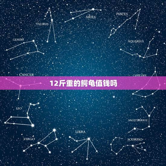 12斤重的鳄龟值钱吗,12斤的 鳄龟 多少钱? 12斤重的鳄龟值钱吗,12斤的 鳄龟 多少钱?