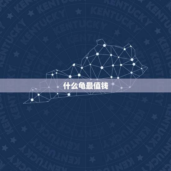 什么龟最值钱,什么龟最值钱? 什么龟最值钱,什么龟最值钱?