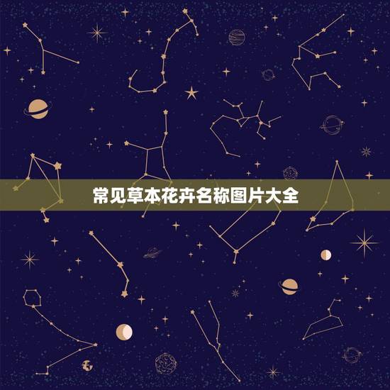 常见草本花卉名称图片大全，各种观赏花卉的图片及名称