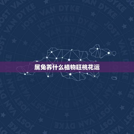 属兔养什么植物旺桃花运，房间放什么花招桃花运