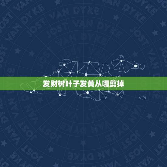 发财树叶子发黄从哪剪掉，发财树的叶子发黄干枯掉落怎么挽救