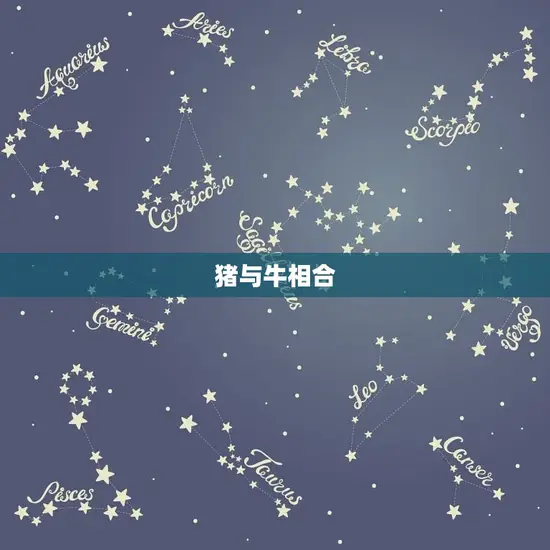 猪与牛相合 猪与牛相合