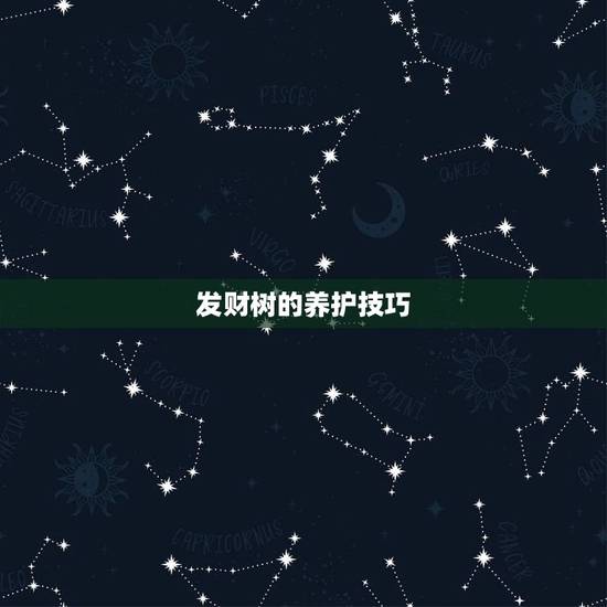 发财树的养护技巧,发财树的养殖方法和注意事项分别是? 发财树的养护技巧,发财树的养殖方法和注意事项分别是?