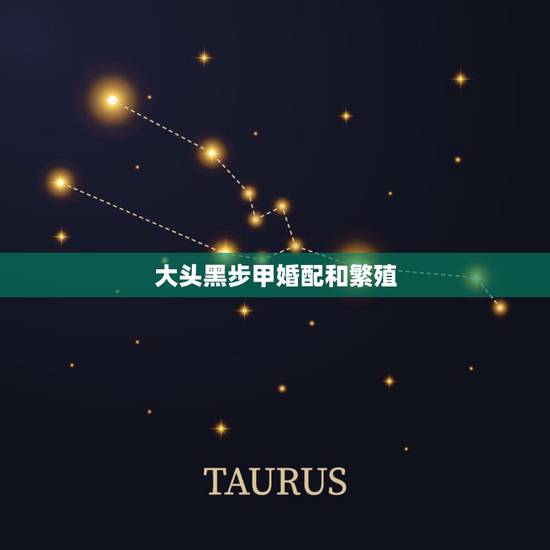 大头黑步甲婚配和繁殖,大头黑步甲的生活习性和特点? 大头黑步甲婚配和繁殖,大头黑步甲的生活习性和特点?