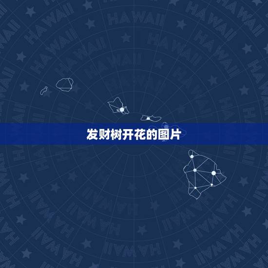 发财树开花的图片,发财树开花之前啥样子 发财树开花的图片,发财树开花之前啥样子