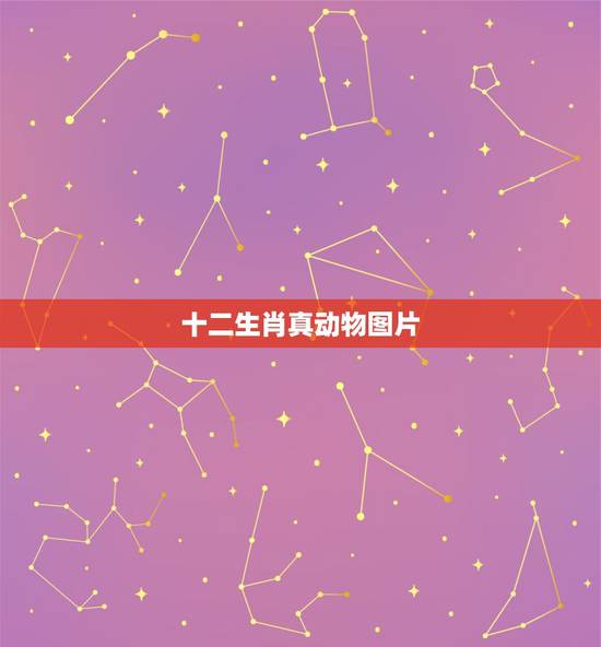 十二生肖真动物图片，十二生肖真实动物图片？