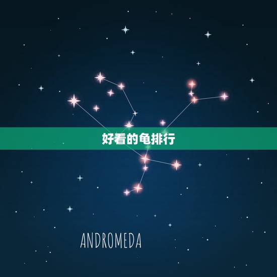 好看的龟排行，排名最漂亮的龟是哪种？