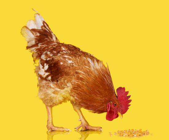 生肖鸡今日运势图解