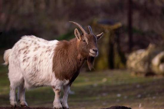 白羊座女分手后会回头吗(解析白羊座女性格特点及分手后的可能性)