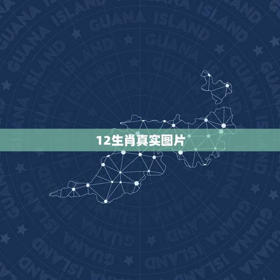 12生肖真实图片，十二生肖有什么动物图片