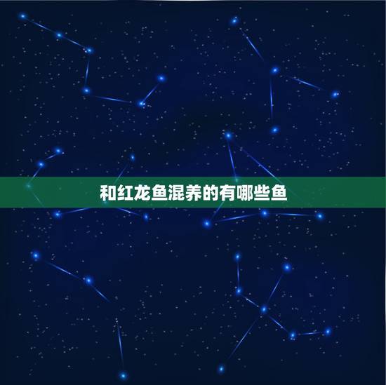 和红龙鱼混养的有哪些鱼,龙鱼都吃什么 和红龙鱼混养的有哪些鱼,龙鱼都吃什么