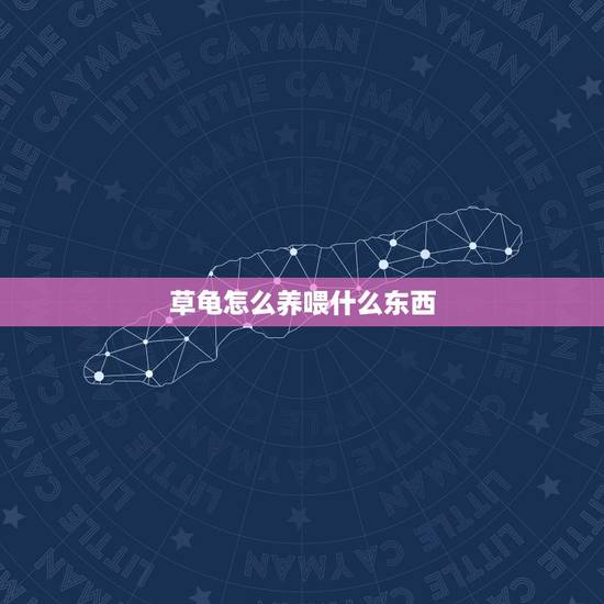 草龟怎么养喂什么东西,草龟吃什么,食物该如何处理! 草龟怎么养喂什么东西,草龟吃什么,食物该如何处理!