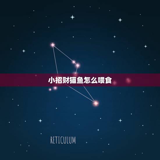 小招财猫鱼怎么喂食，招财猫鱼怎么养