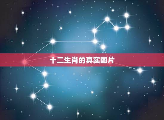 十二生肖的真实图片，十二生肖的微信头像图片