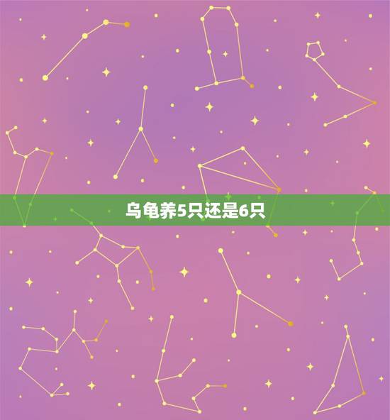 乌龟养5只还是6只,家里养乌龟几只好 乌龟养5只还是6只,家里养乌龟几只好